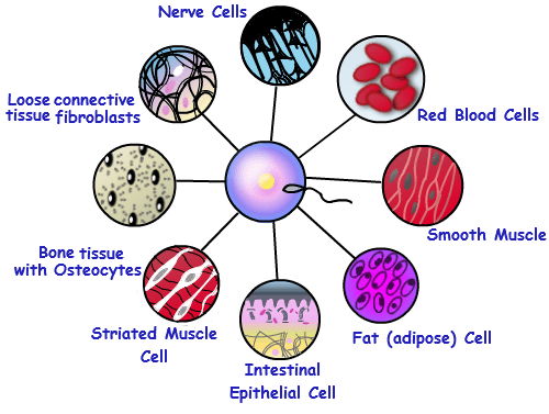 Unit 4 cell revised 2012